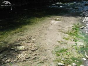 thumb_semberovac_listica_6