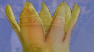 katarina_kosaca_sipak_film_siroki_com_c