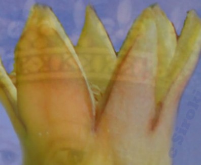katarina_kosaca_sipak_film_siroki_com_c
