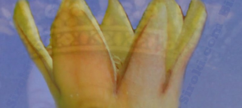 katarina_kosaca_sipak_film_siroki_com_c