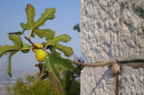 smokva_u_zidu_Fig_in_the_wall_stone