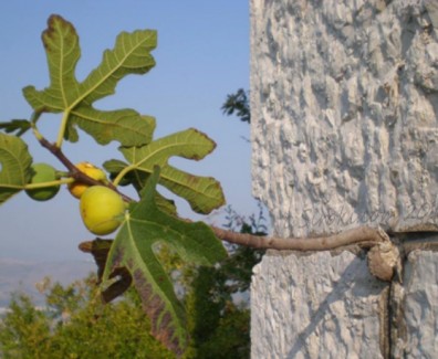 smokva_u_zidu_Fig_in_the_wall_stone