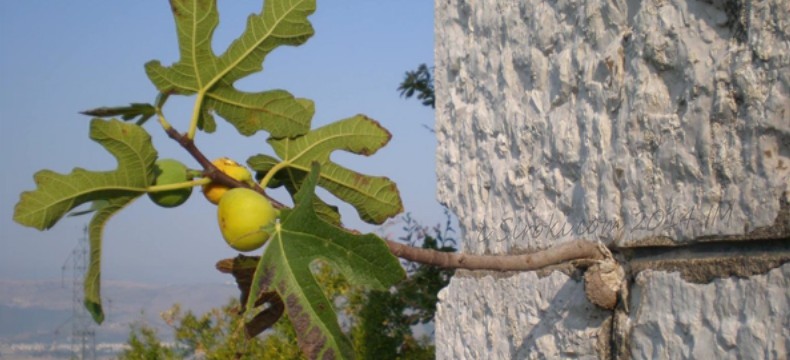 smokva_u_zidu_Fig_in_the_wall_stone