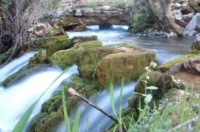 thumb_borak_800_blur_siroki